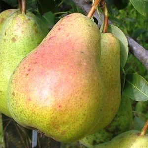 09a308af44bc95aca1401b3f29cd