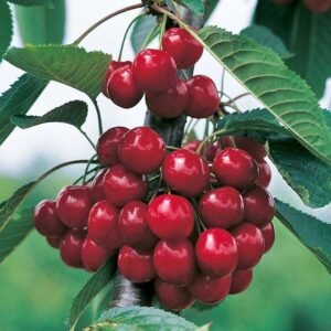 27974d352d85d1b9addc0315fd233f6d