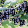 32649 Ribes 20nigrum 20Bona Schwarze 20Johannisbeere 1