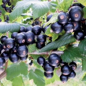 32649 Ribes 20nigrum 20Bona Schwarze 20Johannisbeere 1