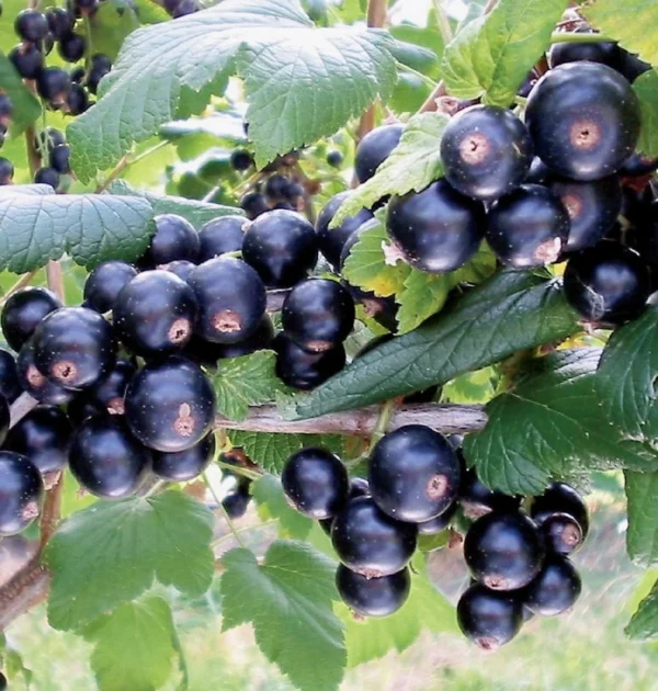 32649 Ribes 20nigrum 20Bona Schwarze 20Johannisbeere 1