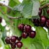 The,Fresh,Dark,Red,Cherries,Hanging,On,The,Tree,At