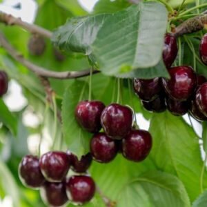 The,Fresh,Dark,Red,Cherries,Hanging,On,The,Tree,At