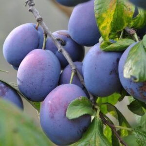 8901ef7afabd30ece0e7d35d70ed41e1