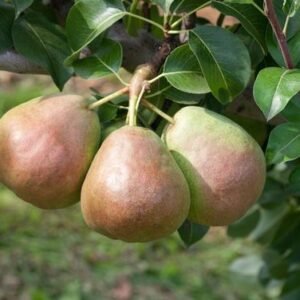 9795bce5fb402a7e580a859f25b0204d