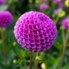 BDAFK 0 Dahlia Franz Kafka dv.1671121705