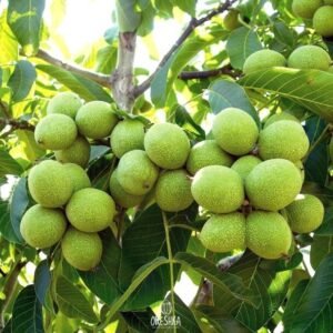 Gretskij oreh Urozha