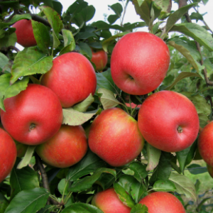 HONEYCRISP LOGO 7