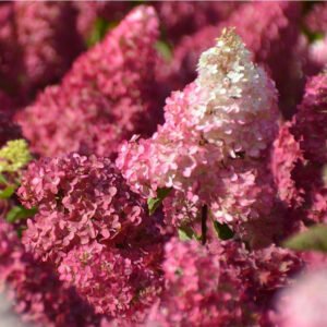 HYDRANGEA paniculata Fraise Melba 13 1280x1280
