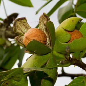 Juglans regia wallnut