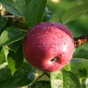 Lobo Kuva Mika Raivonen Luke