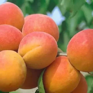 Prunus armeniaca Harcot Harcot kajszibarack.jpg