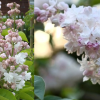 Syringa vulgaris Beauty of Moscow1