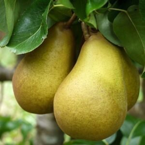 a1dacd20447f08ad882faaa48847b6f0