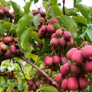 aktinidia ananasnaja ostrolistna zenska 1l