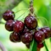The,Fresh,Dark,Red,Cherries,Hanging,On,The,Tree,At