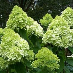 big hortensja limelight1