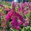 buddleja roytal red2