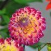 dahlia hapet daydream 01