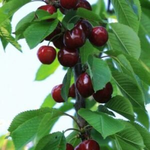 dc7beddf87a63b4a6de3d981d323e5d8