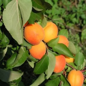 Abrikosas "Early orange"