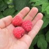 fruitech octavia malina oktavia frutek sadzhanci 2 1