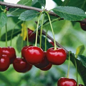 ger pl Sauerkirsche Prunus cerasus Pandy 103 4494 2