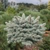 glauca compacta