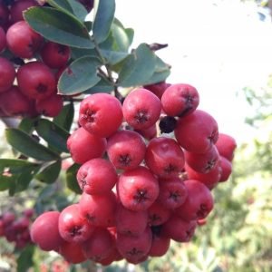 Skiepytas granatinis šermukšnis