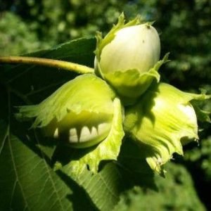 Lazdynas žalialapis "Halle (Halės milžinai)"