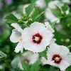 hibiscus syriacus red heart