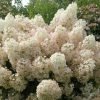 hortensja bukietowa bobo hydrangea paniculata