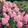 hydrangea paniculata magical candle 3