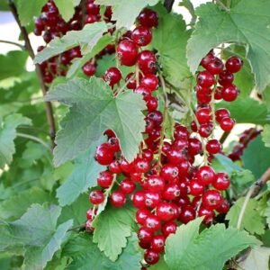 jonkher van tets fertig l