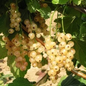 kamieniniai serbentai victoria lot ribes victoria 1