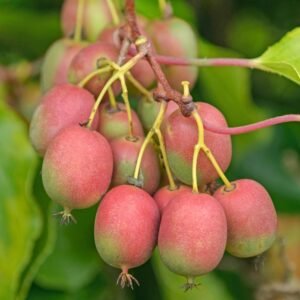 kiwi actinidia arguta ananasnaya p5349 41078 image