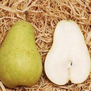 kriause vaisius erika tadoukis