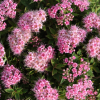 lanksva japonine japanese dwarf lot spiraea japonica japanese dwarf 2 1