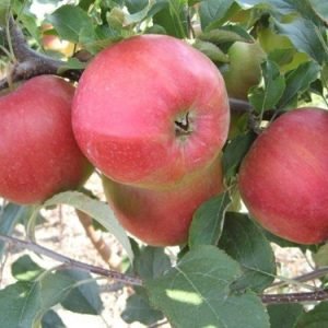 Obelis žieminė "Ligol"