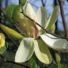 magnolija banana split c5 60 80 cm