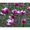 magnolija cameo 