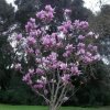 magnolija sulanzo picture 1