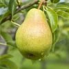 pear fertilizer