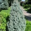 picea iseli fastigiata 600x600 1