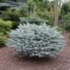 picea pungens glauca globosa 1