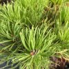 pinus mugo