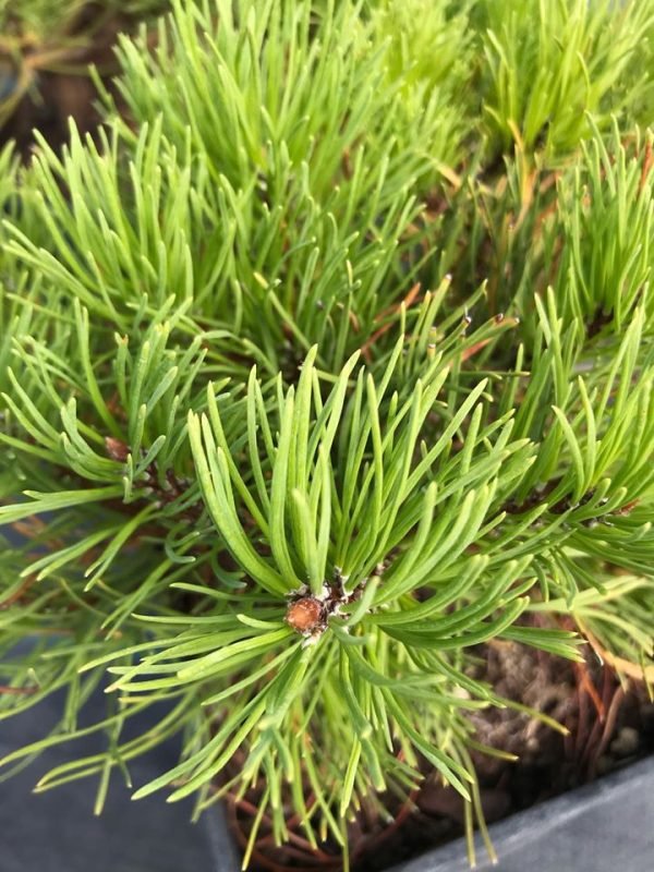 pinus mugo