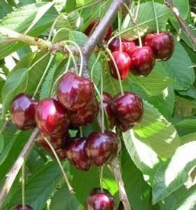 pol is Czeresnia Early Korvik odporna na choroby START PACK R 164160