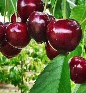 pol is Czeresnia Fabiola pozna odmiana START PACK R 164157