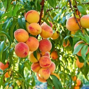 pol pl Brzoskwinia Inka Samopylna Start Pack 10374 1